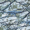 Cotton Print Yarmulkes - Tree Branches Sky