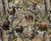 Realtree Yarmulkes Fleece - Hidden Animals