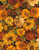 Cotton Print Yarmulkes Flowers - AUTUMN Cotton Print Yarmulkes Flowers - AUTUMN