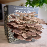 Oak and Spore Italian Oyster Mushroom Kit