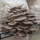 Oak and Spore Italian Oyster Mushroom Kit