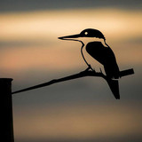 Kotare (Kingfisher) Steel Art