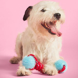 Tug & Chew Dog Toy