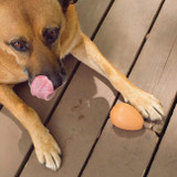 Kikkerland Kobe Bouncy Egg Dog Treat Ball