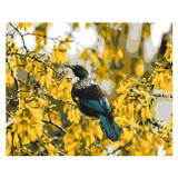 Tui in Kowhai Tree Paint by Numbers Kit