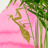 Plant Animals - Insects