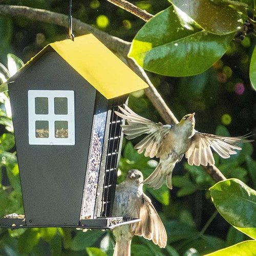 Snack Shack Dual Bird Feeder