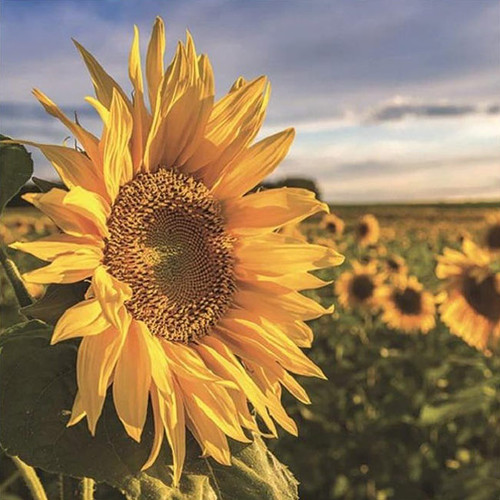 Diamond Art - Sunflower