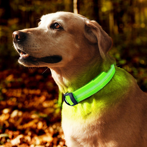 LED XL Light Up Dog Collar