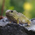 NZ Tuatara 3D Puzzle