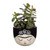 Mini Frida Monochrome Planter