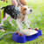 Outdoor Dog Fountain