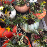 Succulent Pumpkin Workshop at The Flower Farm 9/29 11am