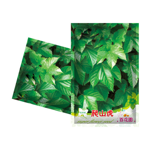 40Pcs Creeper Seeds Set for Planting Indoors Outdoors Balcony Patio Garden Decoration