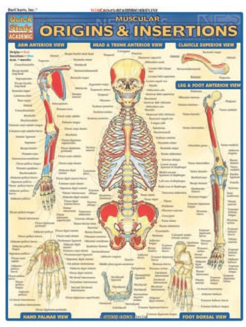Muscular Origins & Insertions (Quick Study Academic)