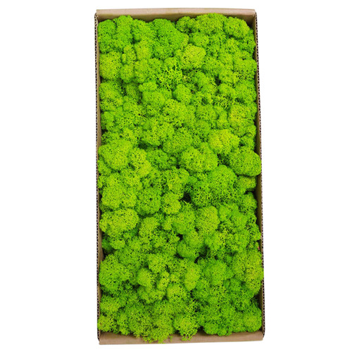 Preserved Moss Gardenning Art Wall Decor Moss Bulk Micro Landscape Decorative Props