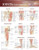 Joints of the Lower Extremities Anatomical Chart