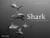 Shark: Fear and Beauty