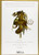 Faeries: Deluxe Collector's Edition