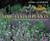 Time-Tested Plants: Thirty Years in a Four-Season Garden