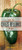 The Great Chiles Rellenos Book