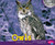 Owls (Nocturnal Animals)