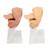2pcs Silicone Tongue Mouth Model 3D Simulated Tongue Mouth Model with Acrylic Stand for Piercing Practice