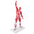 50cm Muscular System Model Human Muscles Model Displaying Body Muscle Structure Model