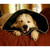 All Four Paws E-collar Comfy Cone L 25 cm Black