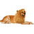 Dog Mane Costume Lifelike Funny Mane Wig  Pet Halloween Mane with Ears Tail for Large Medium Dogs