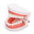 Dental Denture Gums Model 28Pcs Standard Adult Teeth Model Medical Teaching Tool
