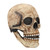 Full Head Skull Helmet Latex DIY Jaw Movable Breathable Simulated Scary Props for Cosplay Costume Party