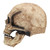 Full Head Skull Helmet Latex DIY Jaw Movable Breathable Simulated Scary Props for Cosplay Costume Party