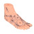 2pcs Human Feet Acupoint Model Acupuncture Teaching Aids Supplies Foot Model for Schools