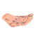 2pcs Human Feet Acupoint Model Acupuncture Teaching Aids Supplies Foot Model for Schools