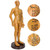 Female Male Human Body Acupuncture Model Copper Color Meridians Acupuncture Point ModelMale Model