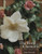 The Rose and the Clematis as Good Companions