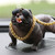 Dog Figurine Resin Simulated Exquisite Cute Dog Statue Car Interior Decoration Dashboard Ornament Gray