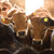 100pcs Livestock Round Number Ear Tag Label Marker Accessory for Pig Sheep Cattle