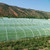 Garden Vegetable Fruit Protector Fly Insect Repellent Mesh Gardening Net Cover (Green)
