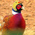 Chicken Helmet Bird Head Protection Hat Funny Chicken Bird Toy with Elastic Band