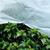Plant Covers Freeze Protection Frost Blanket for Plants Tree Tree Blanket Cover Shrub Covers