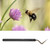 3Pcs Beekeeping Shift Pin Honey Bee Larva Moving Grafting Tool Beekeeping Tools Rearing Equipment