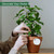 3 Pcs Metal Garden Trellis Climbing Plants Support Indoor Iron Plant Trellis for Ivy Vine Rose Flowers House Plants
