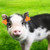 100pcs Livestock Number Ear Tag Label Marker Accessory for Pig Cow Sheep AnimalOrange for Pig 48x40mm