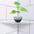 2 Pcs Acrylic Radial Corner Shelf Wall Mounted Floating Shelves Home Decor(Transparent)