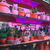 Full Spectrum LED Plant Growth Light Board Supplement Light for Seedlings Veg Bloom Succulents Indoor Plants Grow Light Panel with Smart 24-hour Cycle Timing 3/6/12H 6 Dimmable Levels, One Drag Three