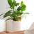 Cute Bird Plant Watering Spikes Self Watering Spikes Automatic Plant Waterer Seeper for Lawns and Potted Plants