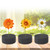 50pcs Soilless Hydroponic Sponge Planting Seedling Sponges for Greenhouse (Black)