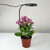 Ground-plugged Plant Light Timable Dimmable Angel Ring Full Spectrum Imitation Sunlight Succulent Pot Grow Light Fill Lights